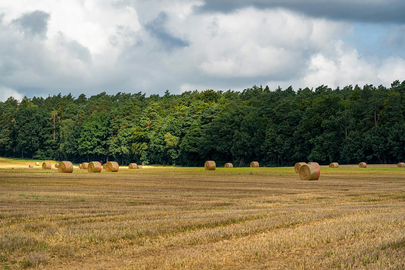 Studieren am Institut für Agrar- und Ernährungswissenschaften der Martin-Luther-Universität Halle-Wittenberg