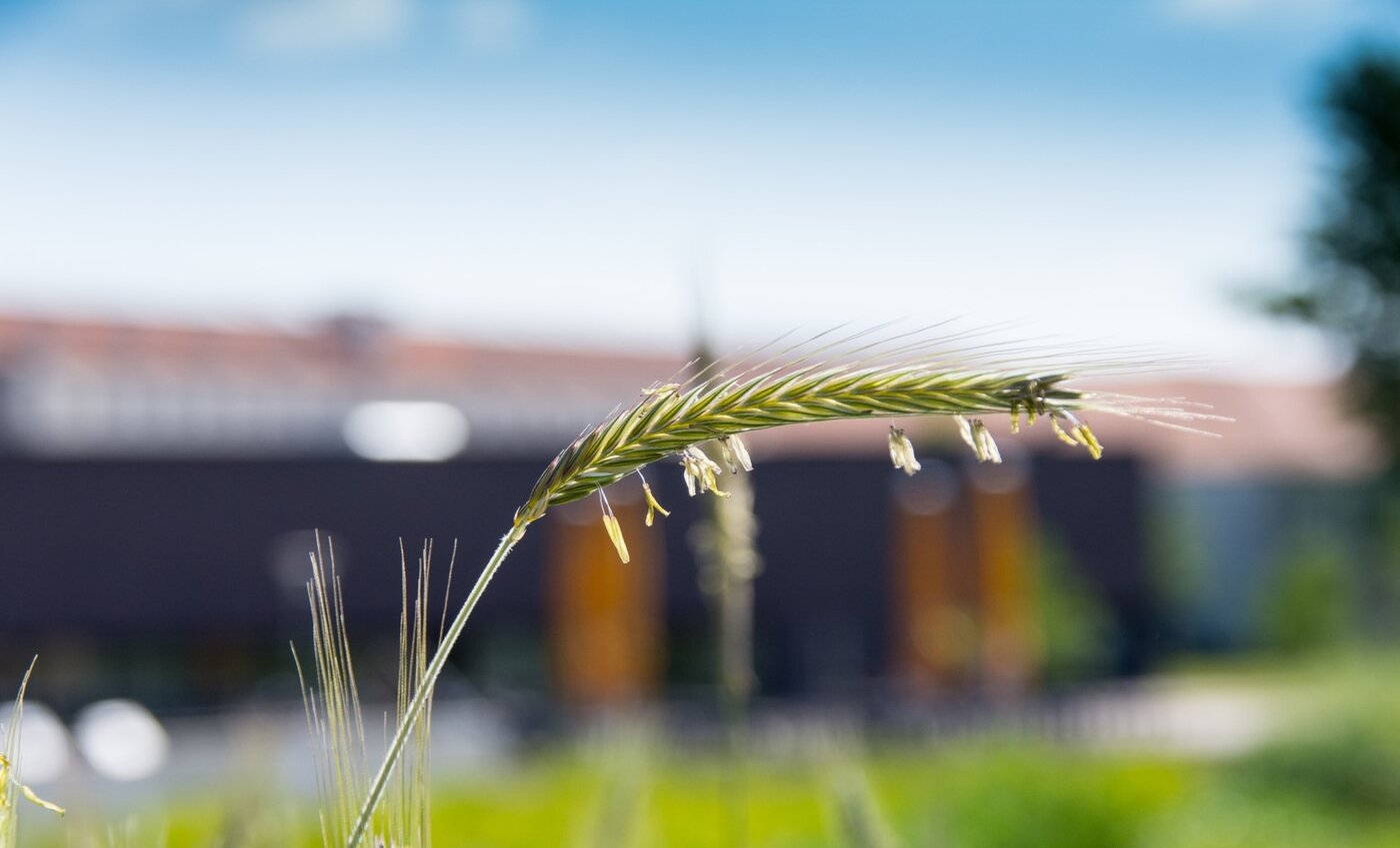 Forschung für die Zukunft: Agrar- und Ernährungswissenschaften als zentrale Partner der Transformation
